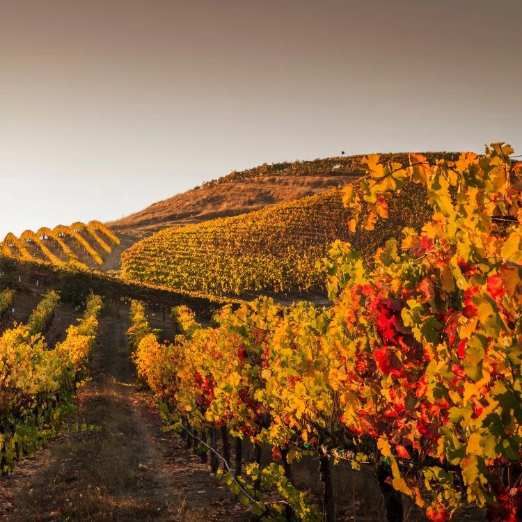 Bordeaux vineyards in autumn